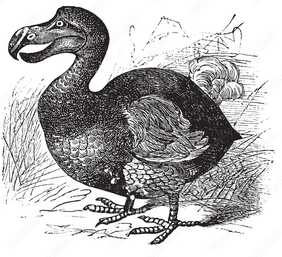 dodo-tilacinostore